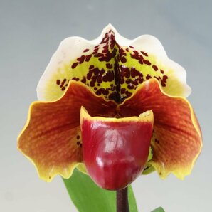 月末半額再出品！ 即決 洋蘭 パフィオ TA10922 TB17-34 Paph. Thunder Worid x sib ('Green Base' x 'Spotted Emerald')の画像2