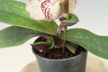 洋蘭 原種 パフィオ TA11053 Paph. godefroyae_画像7