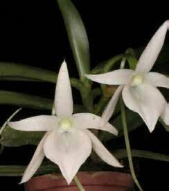 洋蘭 アングレカム TA11042 Angraecum (leonis x equitans)