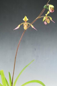 即決 洋蘭 原種 パフィオ TA11026 Paph. lowii Mini Type