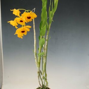 即決 洋蘭 原種 デンドロ TA11037 Den. fimbriatum 'Gold Nagget' (Selected by Orchid Zone)の画像6