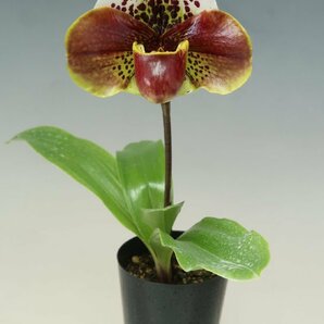 月末半額再出品！ 洋蘭 パフィオ TA10870 TB18-09 Paph.(Perfect World 'Flatter' x Mem. Sabrina Mark 'Favorite'SSM/JOGA)の画像2