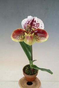 値引再出品！ 洋蘭　パフィオ TA10967 PAC0163 Paph. (Joker 'Poker Face' x Velvet Smile 'Happy Smile' AM/AOS)