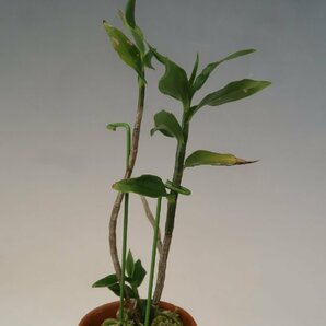 月末セール！値引再出品！ 即決 洋蘭 原種 デンドロ TA10973 Dendrobium sp. aff. azureumの画像3