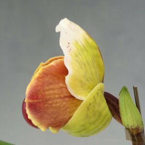 月末半額再出品！ 即決 洋蘭 パフィオ TA10922 TB17-34 Paph. Thunder Worid x sib ('Green Base' x 'Spotted Emerald')の画像4