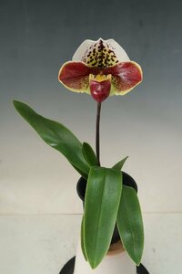 値引再出品！ 洋蘭　パフィオ TA10981 TB18-57 Paph. (Perfect World 'Stricker' x Majestic World 'Sumida' SSM/JOGA)