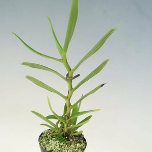 即決 洋蘭 原種 アングレカム TA11044 Angraecum florulentumの画像6