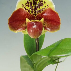 月末半額再出品！ 洋蘭 パフィオ TA10869 TB16-196 Paph. Thunder World x sib ('Tokyo II' x 'Spotted Emerald' SM/JOGA)の画像1