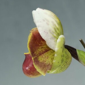 月末半額再出品！ 洋蘭 パフィオ TA10870 TB18-09 Paph.(Perfect World 'Flatter' x Mem. Sabrina Mark 'Favorite'SSM/JOGA)の画像5