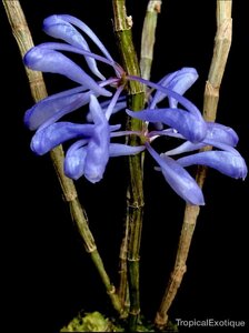 値引再出品！ 即決 洋蘭 原種 デンドロ TA10973 Dendrobium sp. aff. azureum