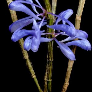 月末セール！値引再出品！ 即決 洋蘭 原種 デンドロ TA10973 Dendrobium sp. aff. azureumの画像1