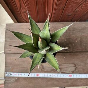 1アガベ パープソラム agave purpusorum 実生 の画像10