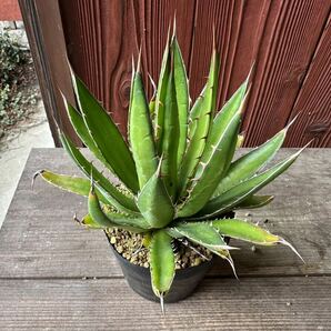 9. アガベ ホリダ ペロテンシス Agave horrida ssp. perotensis 実生の画像6