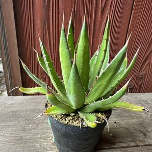 9. アガベ ホリダ ペロテンシス Agave horrida ssp. perotensis 実生の画像5