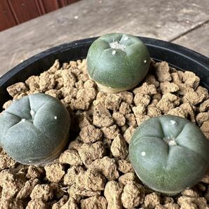 11. ロフォフォラ ・ アルベルト ・ ヴォイテフィー Lophophora alberto-vojtechii 実生 三株の画像7