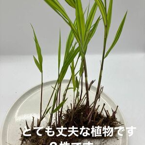 フウチソウ　草花　山野草　グラス