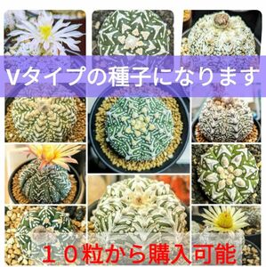 Ω1 スーパー兜 アストロフィツム Vタイプ 種子 10粒 Astrophytum asterias V-type フリマ