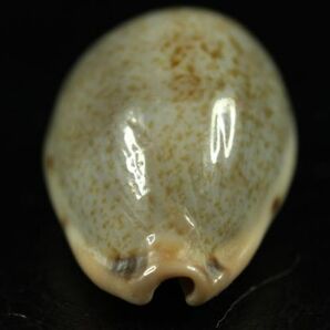 ウグイスチャダカラ 26㎜  タカラガイ 貝標本 貝殻の画像6