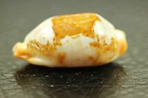 スソヨツメダカラ　26㎜ 　タカラガイ　貝標本　貝殻_画像4