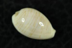カミスジダカラ　16㎜ 　タカラガイ　貝標本　貝殻