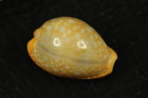 ミカンダカラ　21.8㎜ 　タカラガイ　貝標本　貝殻