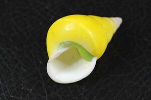 ミドリパプア　黄色　41㎜ 　陸貝　マイマイ　貝標本　貝殻