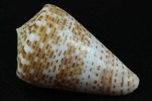 コチョウイモ　75.6㎜ 　イモガイ　貝標本　貝殻