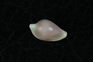 Drimiovula sandrae？　12.2mm 　タカラガイ　貝標本　貝殻