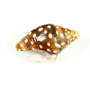 ミソラフトコロガイ 13.9㎜  貝標本 貝殻の画像4