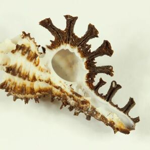 サソリイチョウガイ 42.5㎜  貝標本 貝殻の画像6