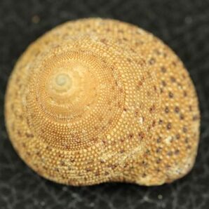 マムシナツモモ 34.4㎜  貝標本 貝殻の画像1