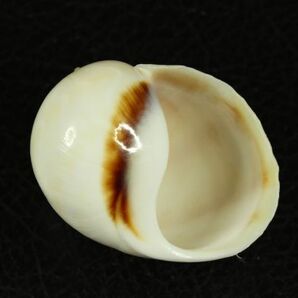 モクレンタマガイ 47.5㎜  貝標本 貝殻の画像1