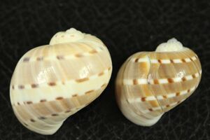 フロガイ　2個セット　貝標本　貝殻