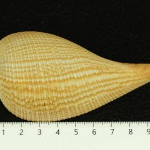 オオビワガイ 107.6㎜  貝標本 貝殻の画像5