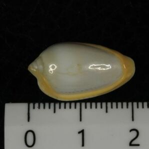 アカベリヘリトリ 20.5mm  タカラガイ 貝標本 貝殻の画像5