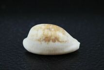 ケープダカラ　30.4㎜ 　タカラガイ　貝標本　貝殻_画像3