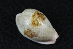 hina Dakar la29.2. Takara gai. specimen shell 