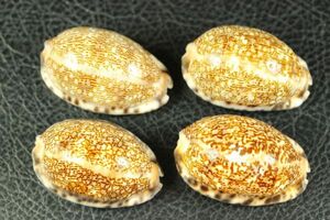 ヤクシマダカラ系　4種セット　48㎜前後　タカラガイ　貝標本　貝殻