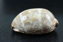 ホソヤクシマダカラ　無模様変異　61.3㎜　タカラガイ　貝標本　貝殻_画像4