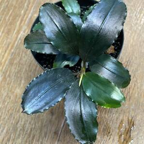  ブセファランドラ Bucephalandra sp. "Nohkan nayan" Ambalauの画像3