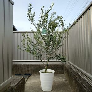 オリーブの木 ネバディロブランコ《Ｈ＝約1.55m・Φ280ポット》11