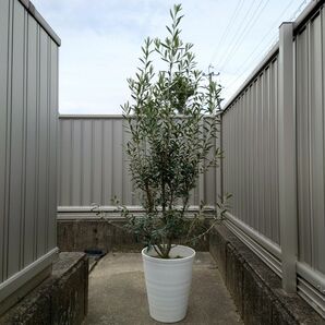 オリーブの木 シプレシーノ《Ｈ＝約1.65m・Φ280ポット》29