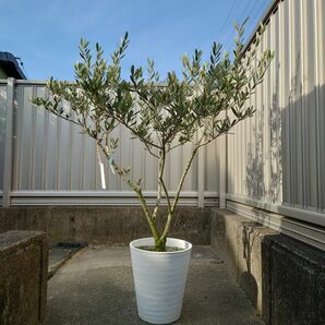 オリーブの木 マンザニロ《Ｈ＝約1.05m・8号ポット》11