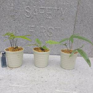 シダ植物　奄美のシダ　3種セット