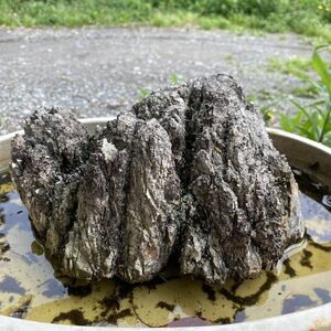 石付き　苔石　藤枝産　縮緬石　小さな庭石　山野草　盆栽　岩山の景