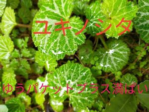 ユキノシタ　雪ノ下　山野草　根付き苗