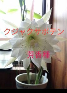 クジャクサボテン　白　芳香種　葉挿し用