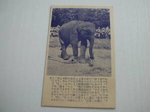 絵葉書1枚 タイ国の象さん、記念えはがき 昭和24年 少年クラブ 少女クラブ 幼年クラブ こどもクラブ 寄贈