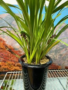 キンリョウヘン 花芽3本!! 開花1〜2週間前 蜜蜂誘引蘭 金陵辺　群馬発