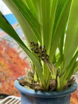 立派なキンリョウヘン 花芽2本 5号鉢 開花前10日くらい 群馬県発 金稜辺 蜜蜂誘引蘭_画像2